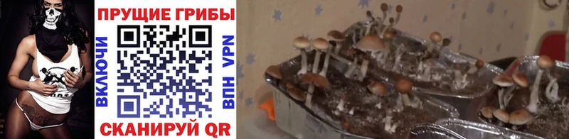 hydra ТОР  Кирс  Псилоцибиновые грибы Magic Shrooms 